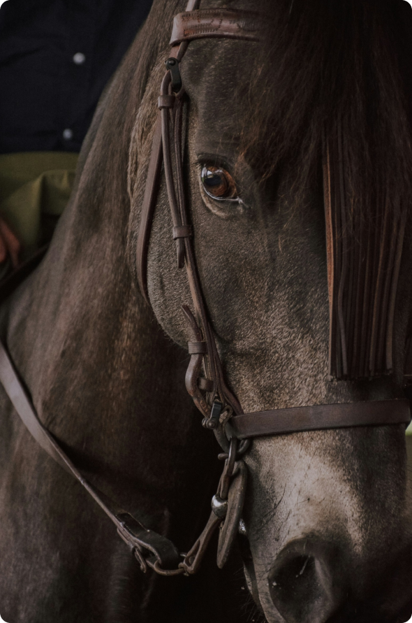 Horse Image